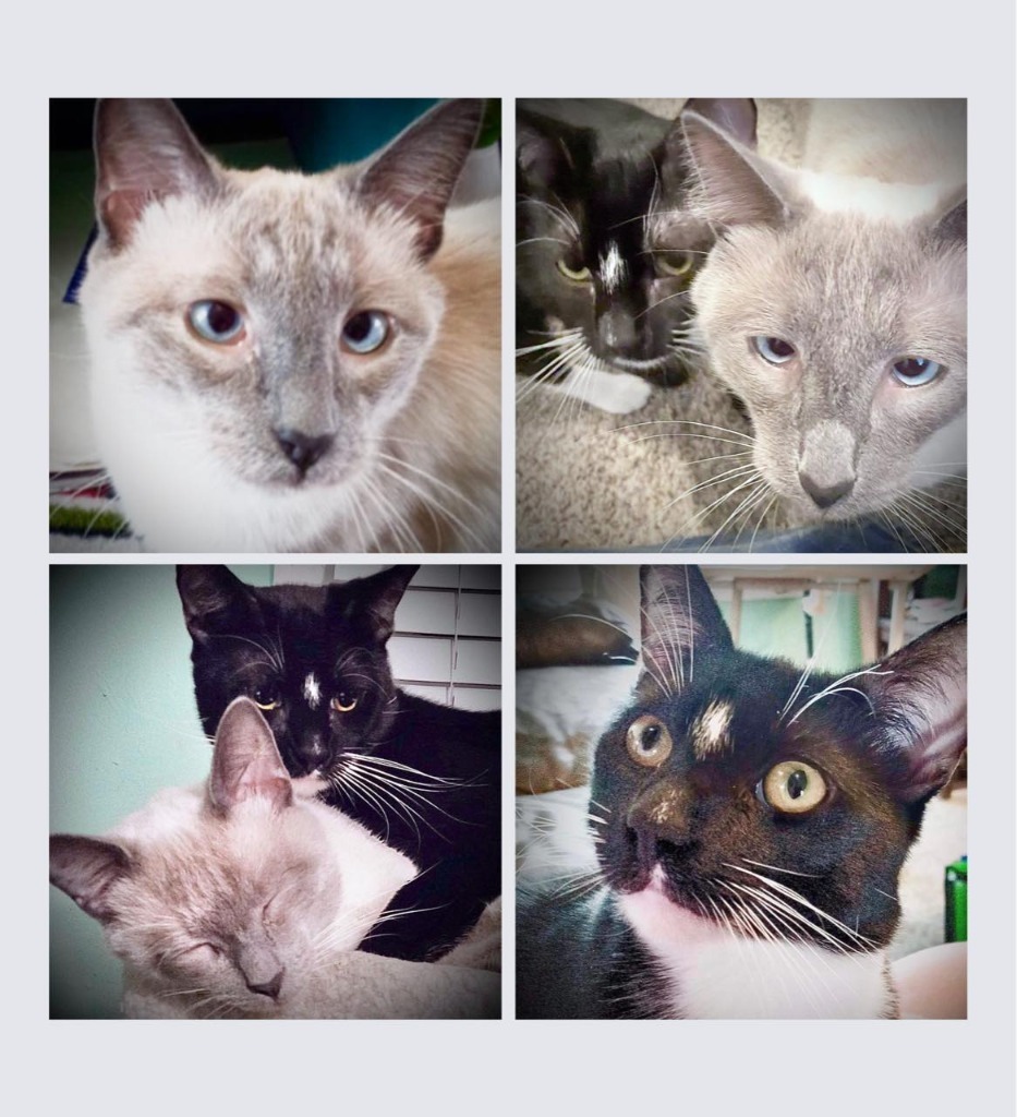 Zander, an adoptable Siamese in New Braunfels, TX, 78130 | Photo Image 3