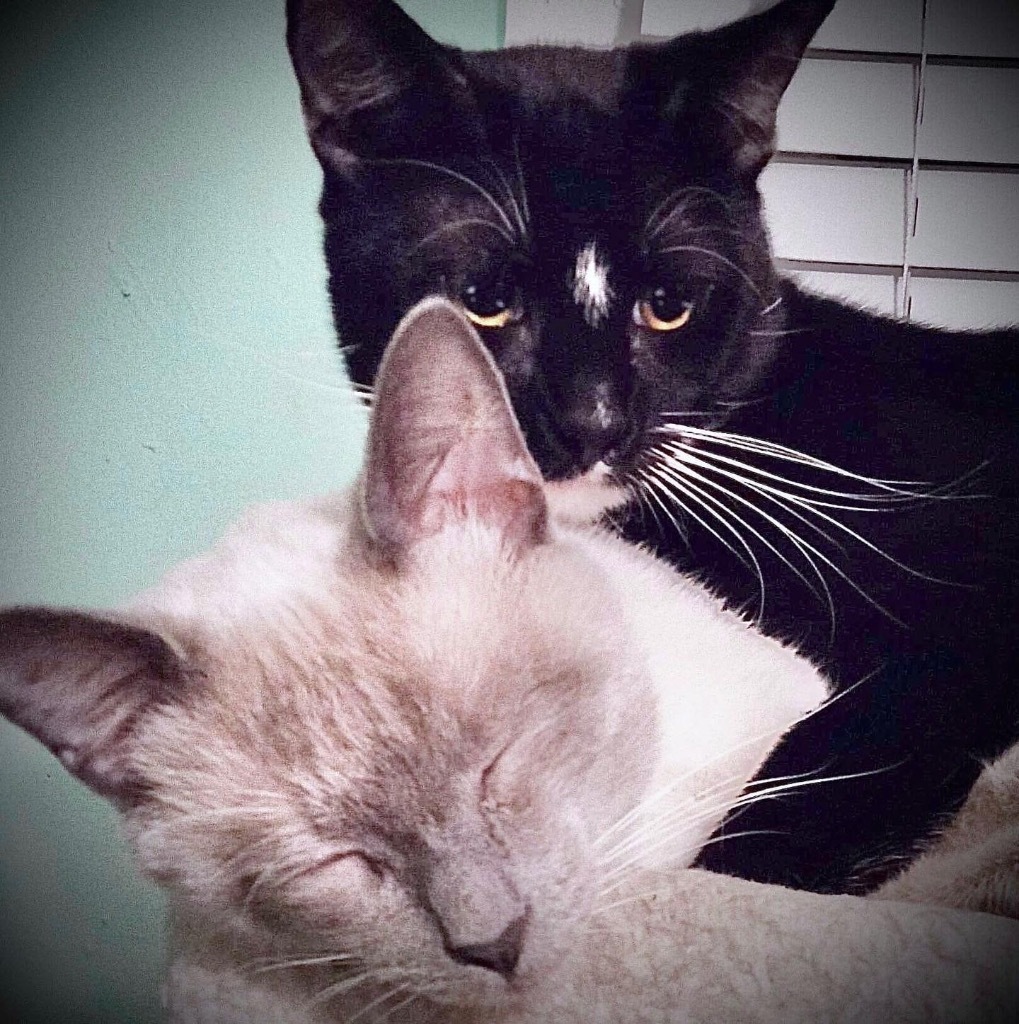 Zander, an adoptable Siamese in New Braunfels, TX, 78130 | Photo Image 4