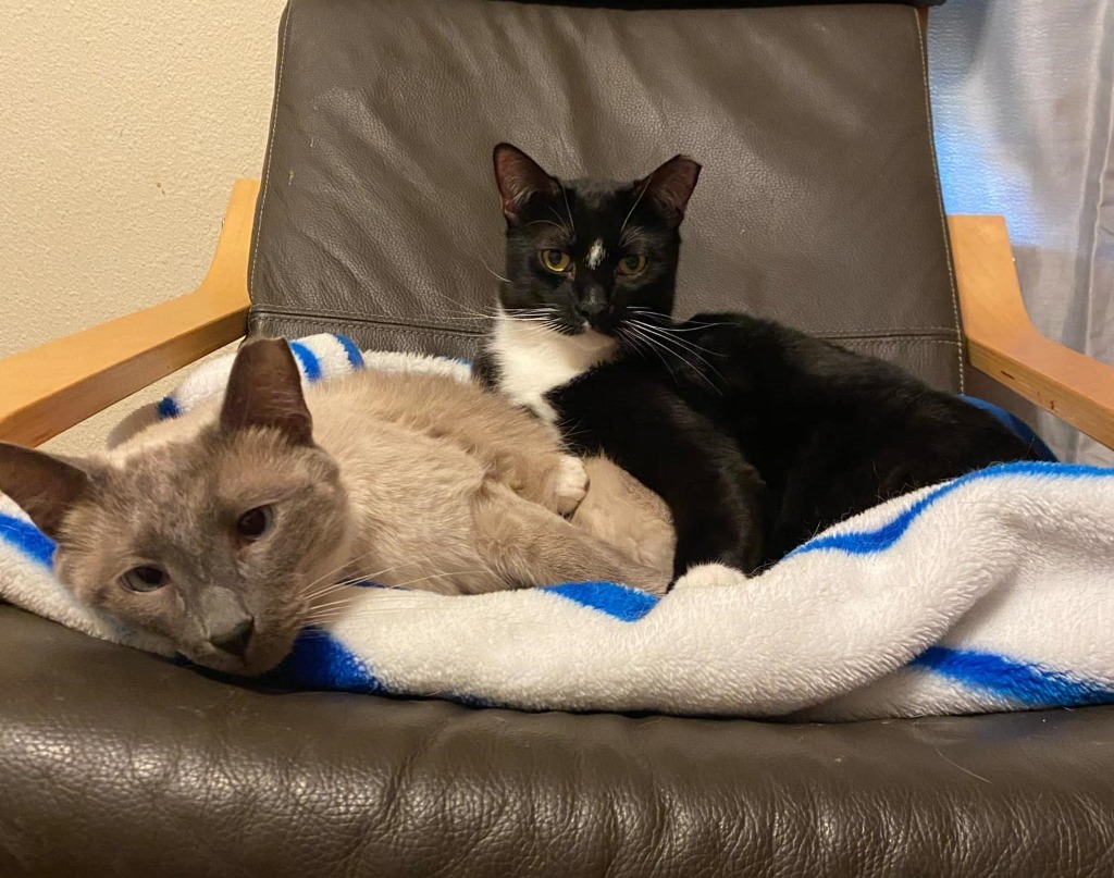 Zander, an adoptable Siamese in New Braunfels, TX, 78130 | Photo Image 5