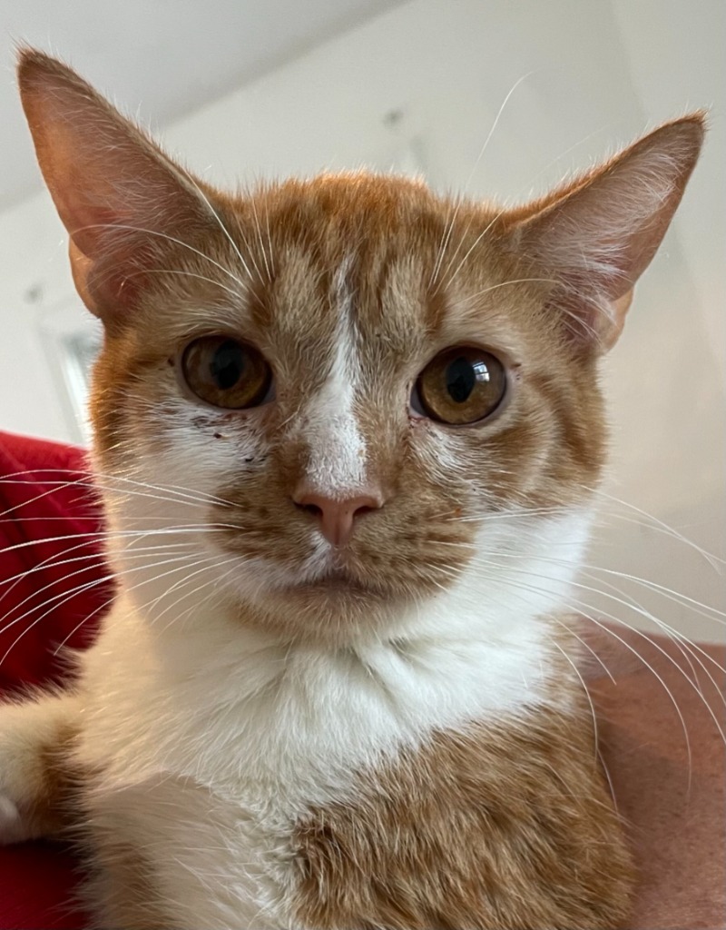 Choco, an adoptable Domestic Short Hair in New Braunfels, TX, 78130 | Photo Image 1