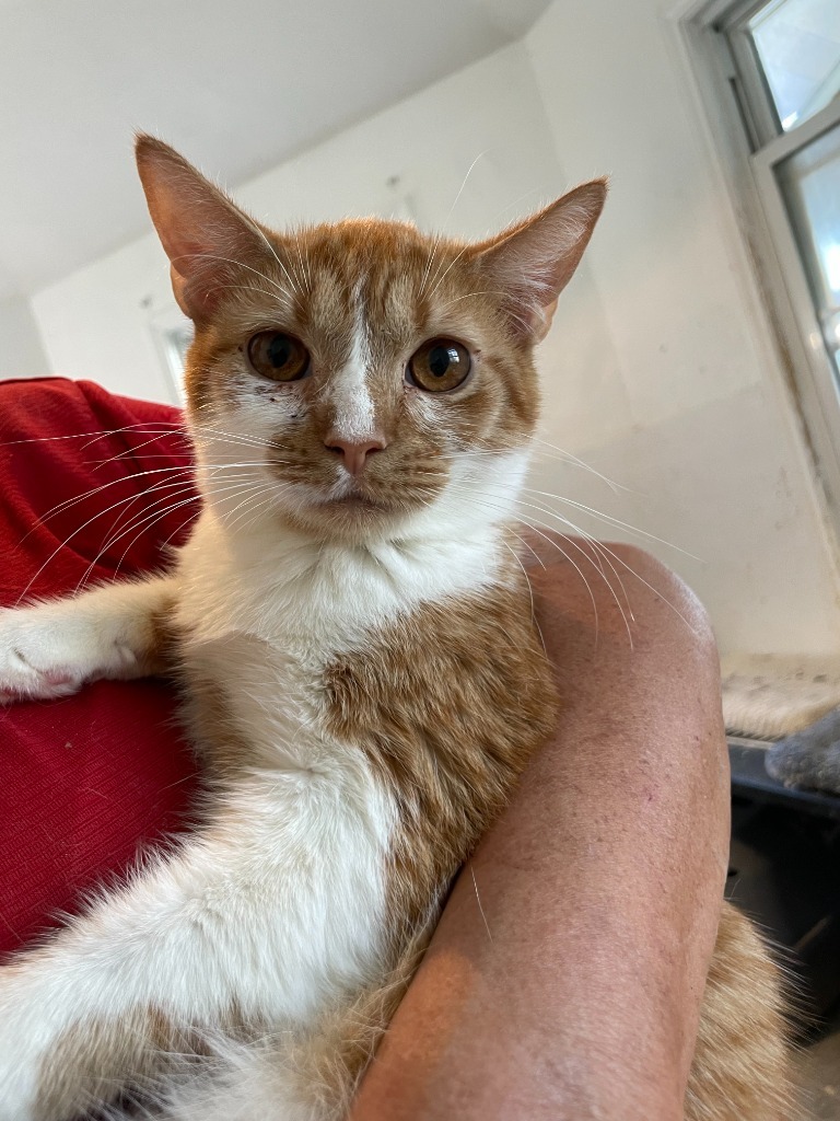 Choco, an adoptable Domestic Short Hair in New Braunfels, TX, 78130 | Photo Image 2