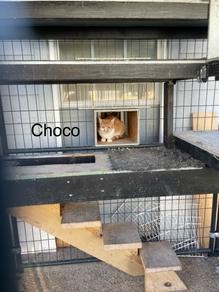 Choco, an adoptable Domestic Short Hair in New Braunfels, TX, 78130 | Photo Image 3