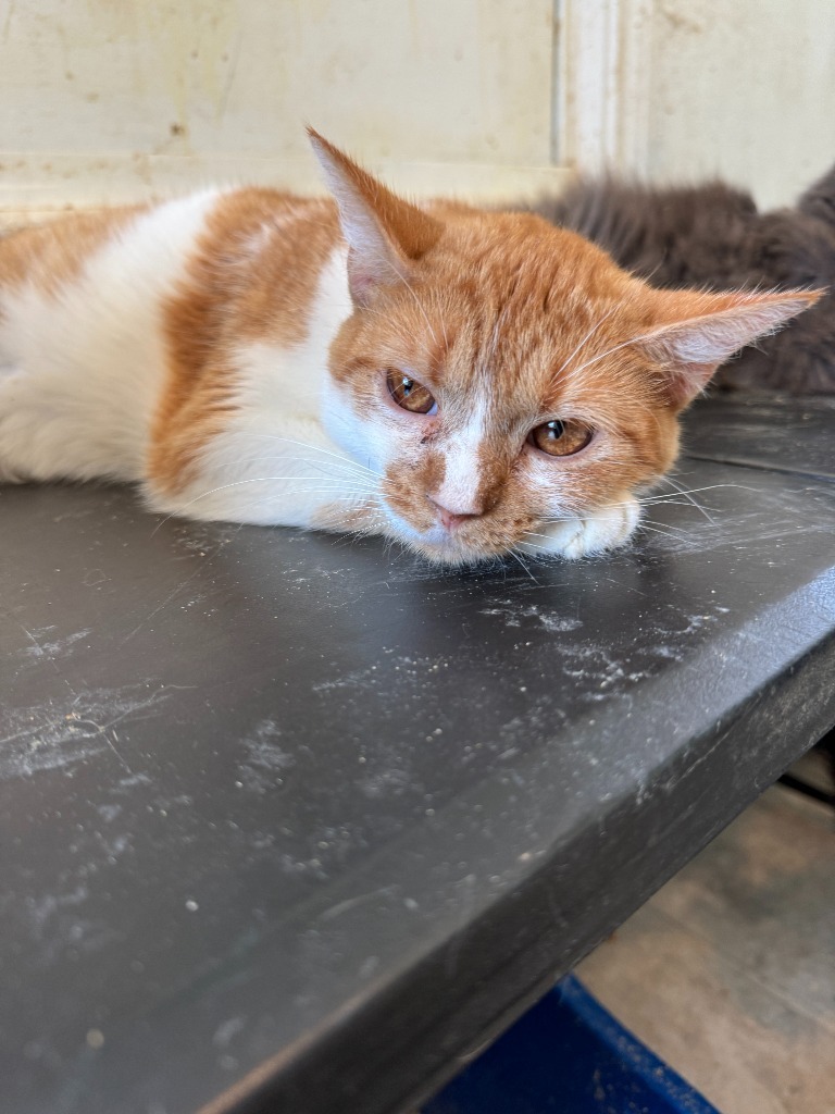 Choco, an adoptable Domestic Short Hair in New Braunfels, TX, 78130 | Photo Image 4