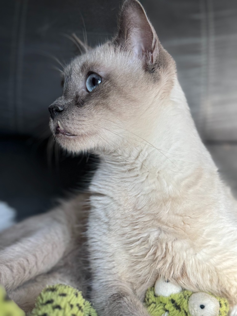 Toots aka Clover, an adoptable Siamese in New Braunfels, TX, 78130 | Photo Image 1