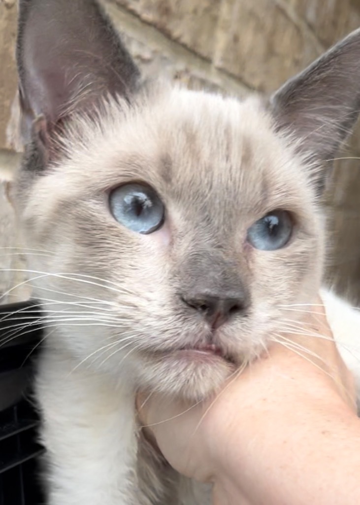 Toots aka Clover, an adoptable Siamese in New Braunfels, TX, 78130 | Photo Image 2