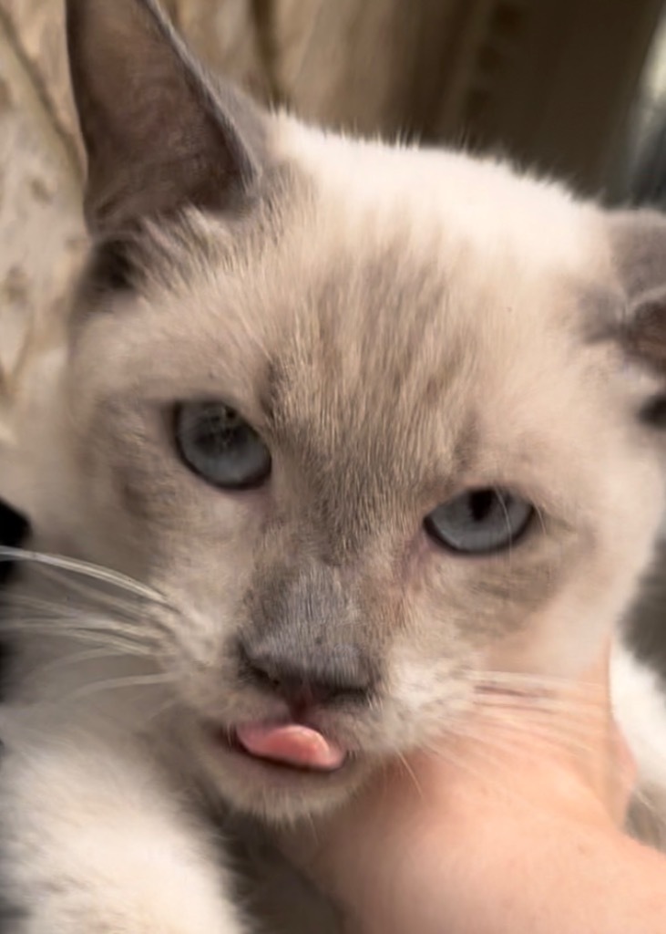 Toots aka Clover, an adoptable Siamese in New Braunfels, TX, 78130 | Photo Image 3