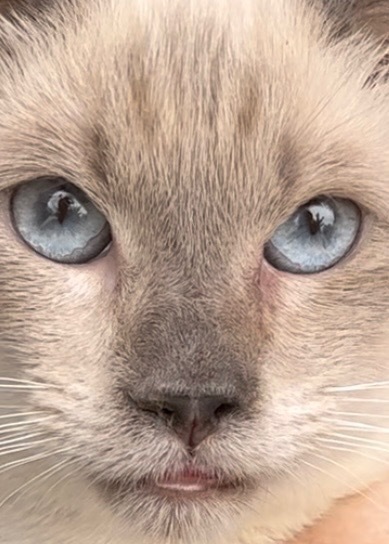 Toots aka Clover, an adoptable Siamese in New Braunfels, TX, 78130 | Photo Image 4