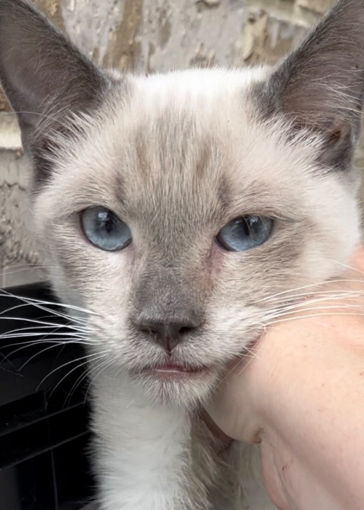 Toots aka Clover, an adoptable Siamese in New Braunfels, TX, 78130 | Photo Image 5