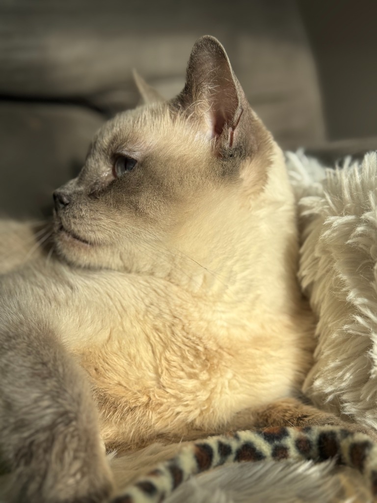 Toots aka Clover, an adoptable Siamese in New Braunfels, TX, 78130 | Photo Image 6