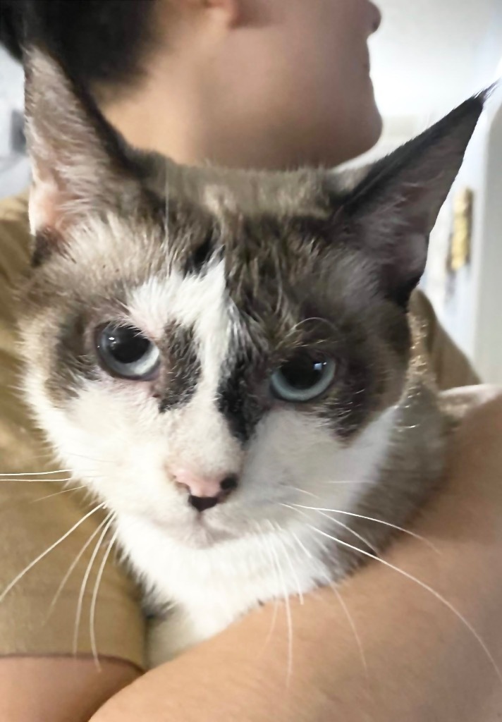 Nezuka, an adoptable Siamese in New Braunfels, TX, 78130 | Photo Image 1