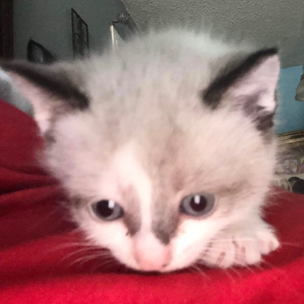 Nezuka, an adoptable Siamese in New Braunfels, TX, 78130 | Photo Image 2