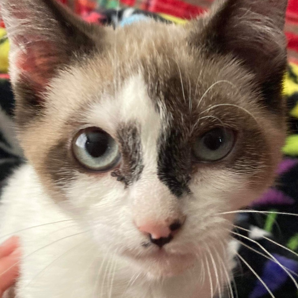 Nezuka, an adoptable Siamese in New Braunfels, TX, 78130 | Photo Image 3