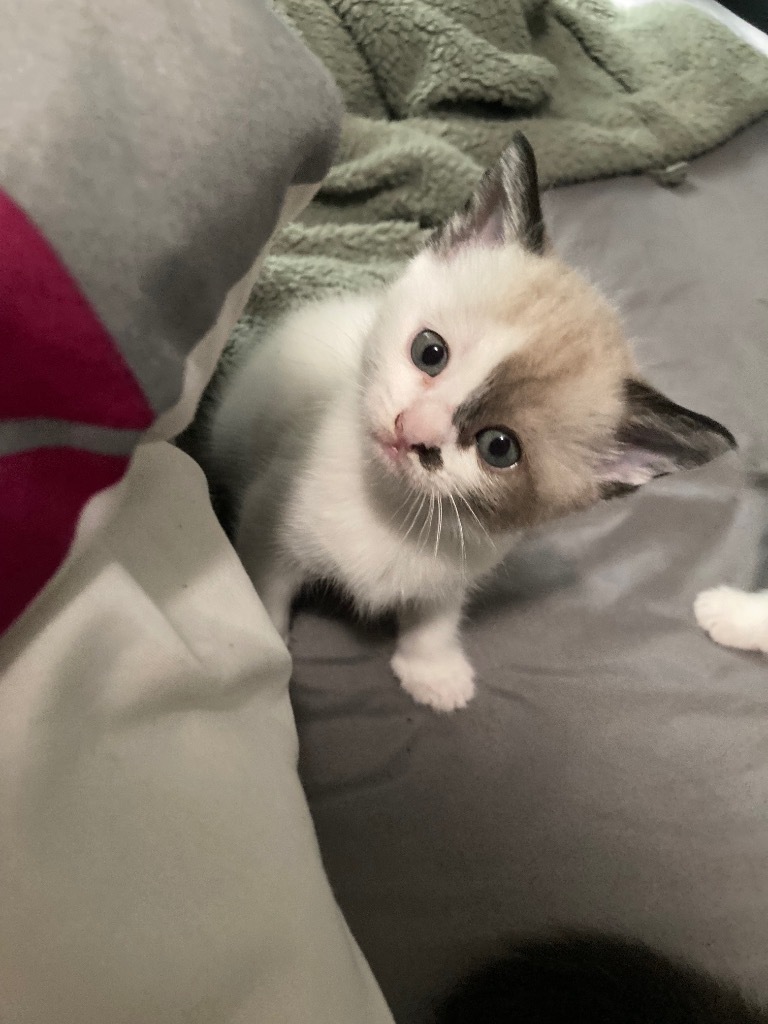 Nezuka, an adoptable Siamese in New Braunfels, TX, 78130 | Photo Image 4