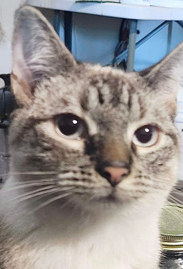 Tiptoe, an adoptable Siamese in New Braunfels, TX, 78130 | Photo Image 1