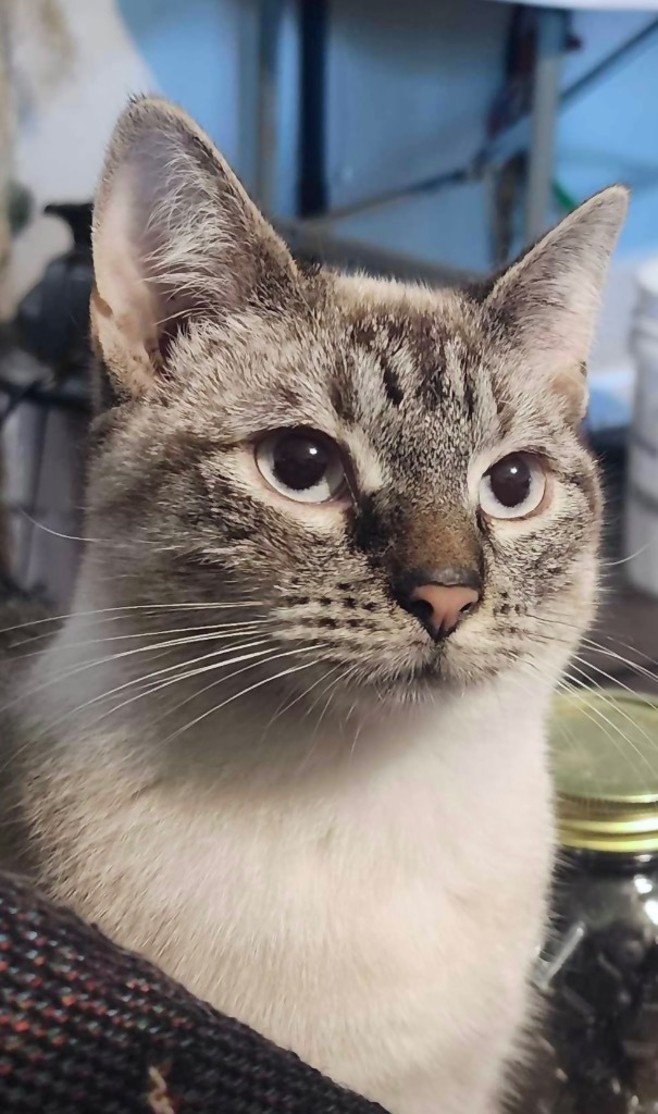 Tiptoe, an adoptable Siamese in New Braunfels, TX, 78130 | Photo Image 2