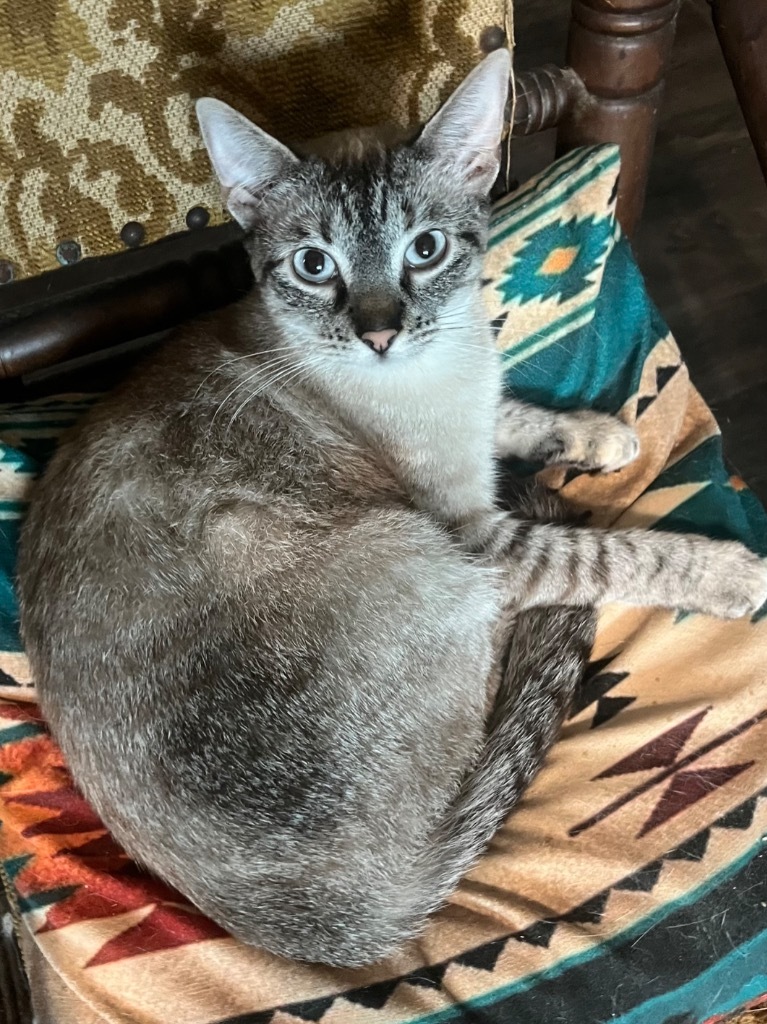 Tiptoe, an adoptable Siamese in New Braunfels, TX, 78130 | Photo Image 3