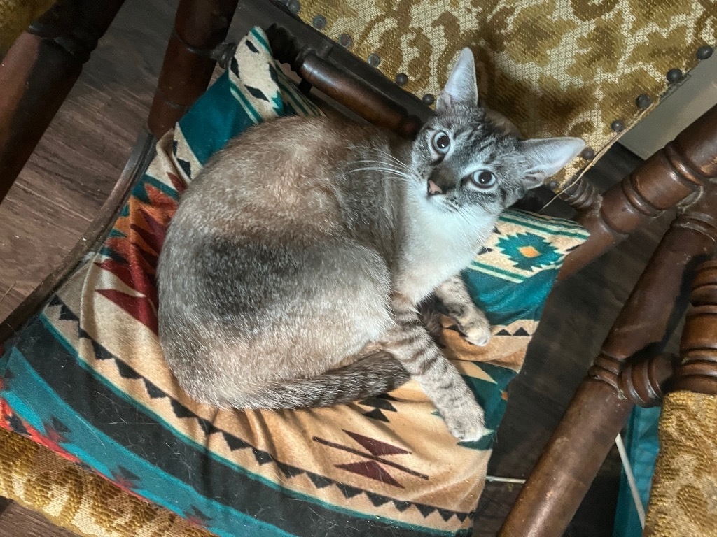 Tiptoe, an adoptable Siamese in New Braunfels, TX, 78130 | Photo Image 4