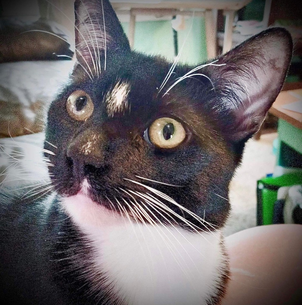 Mister, an adoptable Domestic Short Hair in New Braunfels, TX, 78130 | Photo Image 1