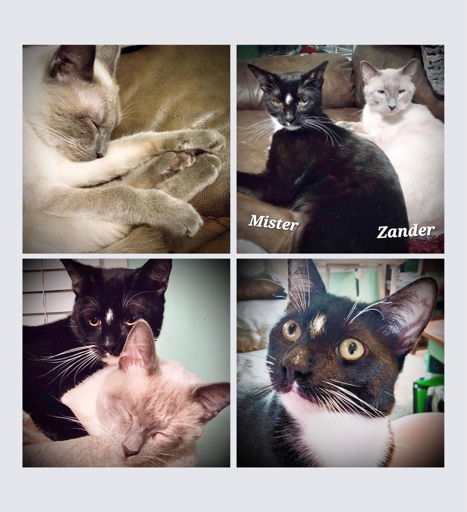 Mister, an adoptable Domestic Short Hair in New Braunfels, TX, 78130 | Photo Image 2