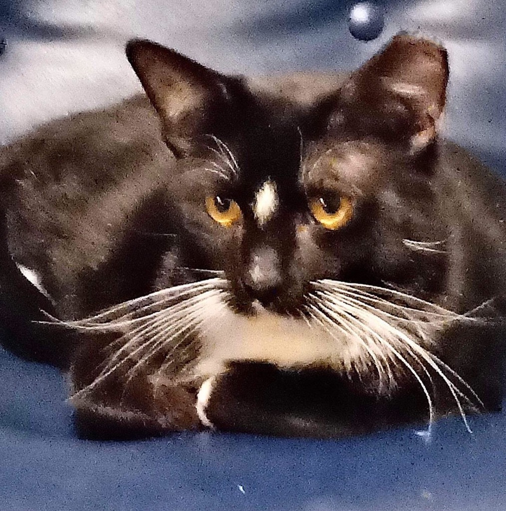 Mister, an adoptable Domestic Short Hair in New Braunfels, TX, 78130 | Photo Image 3