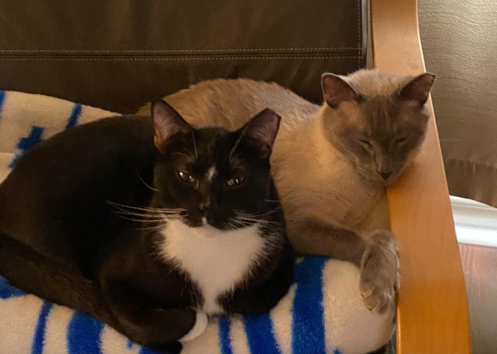 Mister, an adoptable Domestic Short Hair in New Braunfels, TX, 78130 | Photo Image 6