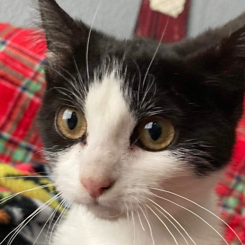 Kage, an adoptable Domestic Short Hair in New Braunfels, TX, 78130 | Photo Image 1