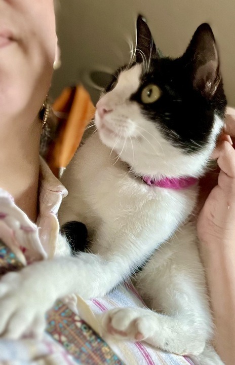 Kage, an adoptable Domestic Short Hair in New Braunfels, TX, 78130 | Photo Image 1