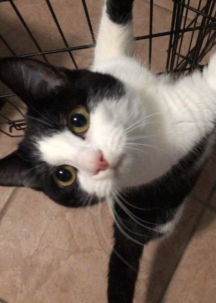 Kage, an adoptable Domestic Short Hair in New Braunfels, TX, 78130 | Photo Image 2