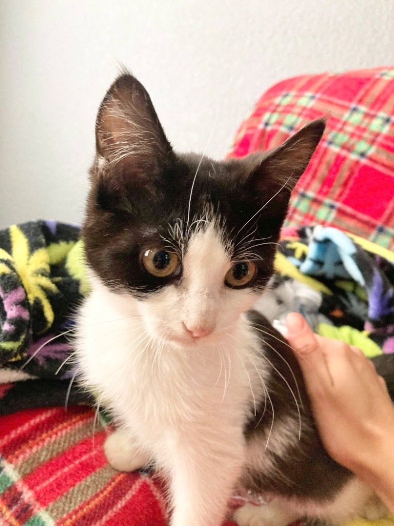 Kage, an adoptable Domestic Short Hair in New Braunfels, TX, 78130 | Photo Image 3