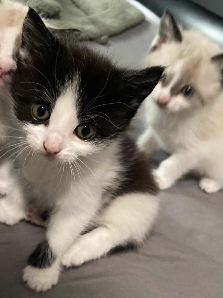 Kage, an adoptable Domestic Short Hair in New Braunfels, TX, 78130 | Photo Image 4