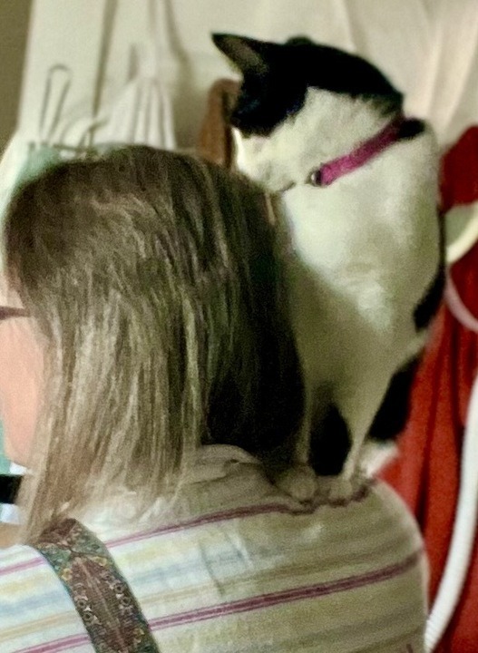 Kage, an adoptable Domestic Short Hair in New Braunfels, TX, 78130 | Photo Image 5