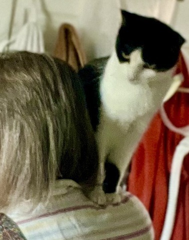 Kage, an adoptable Domestic Short Hair in New Braunfels, TX, 78130 | Photo Image 6