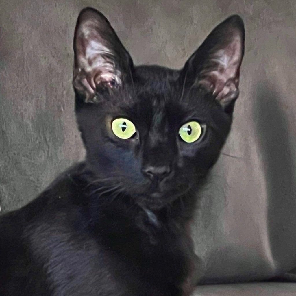 Kamaji, an adoptable Extra-Toes Cat / Hemingway Polydactyl in New Braunfels, TX, 78130 | Photo Image 1