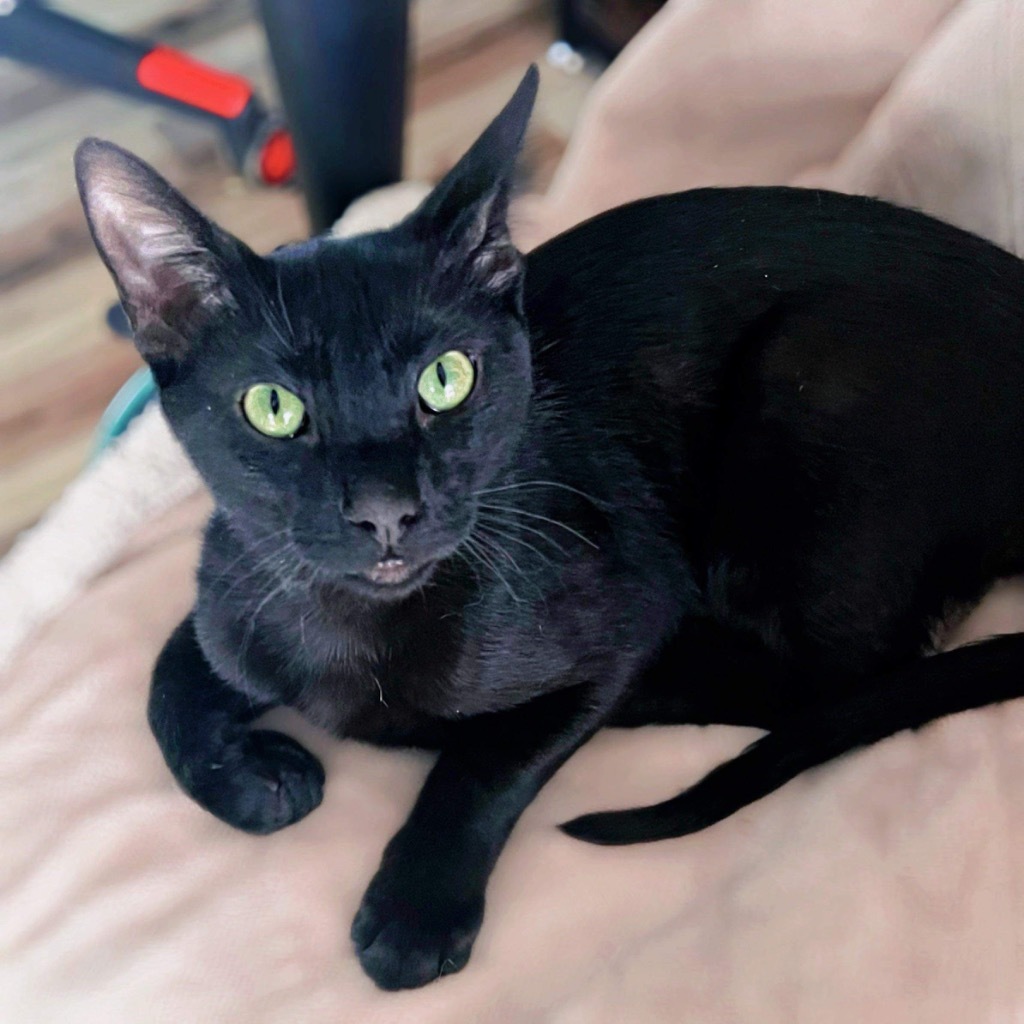 Kamaji, an adoptable Extra-Toes Cat / Hemingway Polydactyl in New Braunfels, TX, 78130 | Photo Image 3