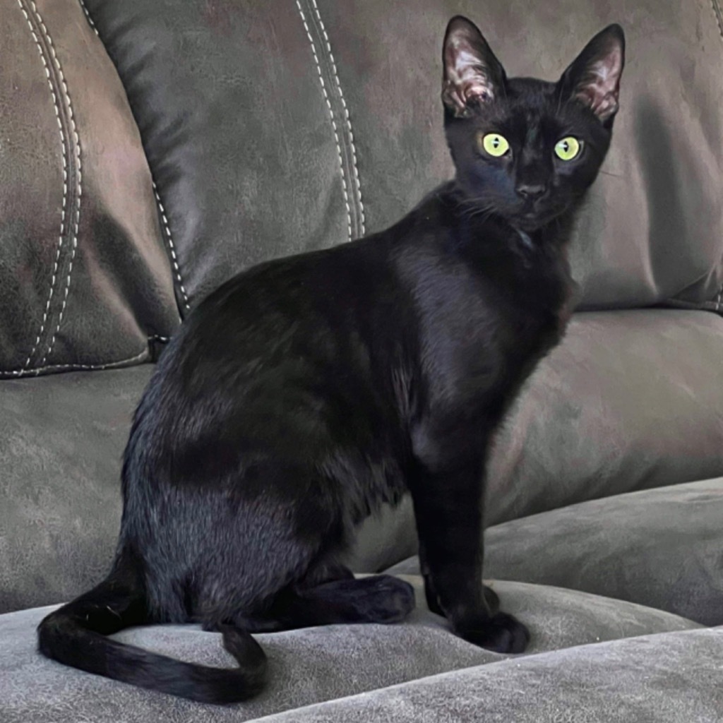 Kamaji, an adoptable Extra-Toes Cat / Hemingway Polydactyl in New Braunfels, TX, 78130 | Photo Image 4