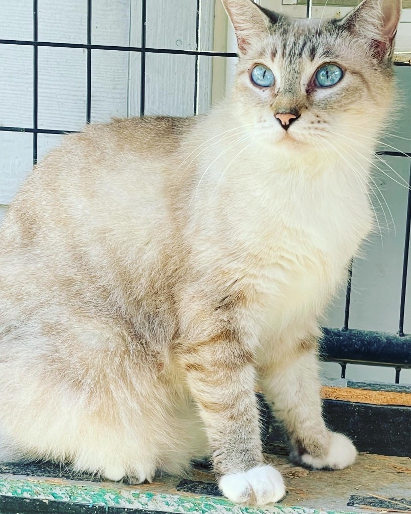 Paulie Newman, an adoptable Siamese in New Braunfels, TX, 78130 | Photo Image 2