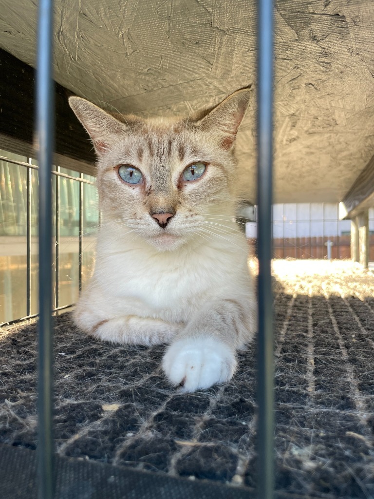 Paulie Newman, an adoptable Siamese in New Braunfels, TX, 78130 | Photo Image 3
