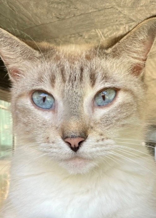 Paulie Newman, an adoptable Siamese in New Braunfels, TX, 78130 | Photo Image 4