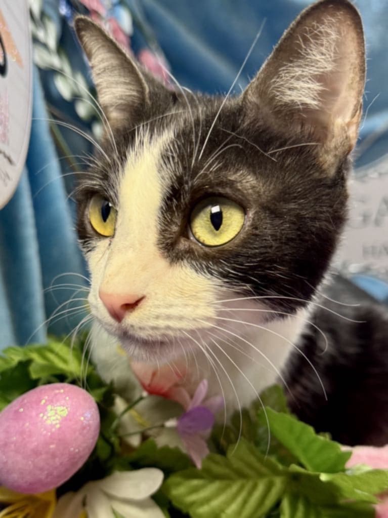 Reba, an adoptable Domestic Short Hair in New Braunfels, TX, 78130 | Photo Image 1