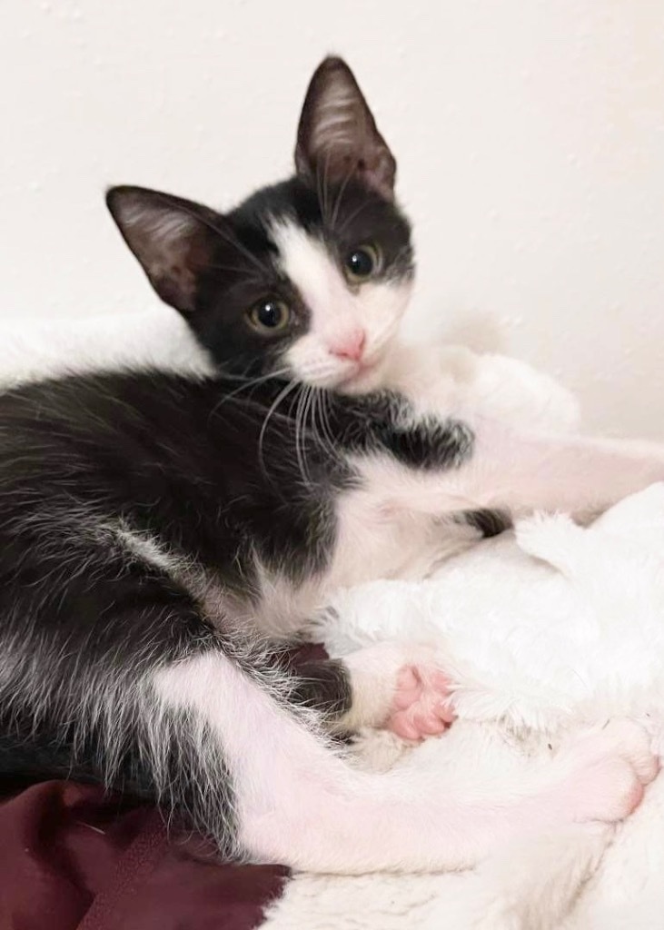 Reba, an adoptable Domestic Short Hair in New Braunfels, TX, 78130 | Photo Image 2