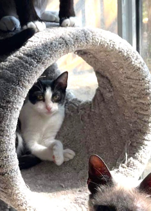 Reba, an adoptable Domestic Short Hair in New Braunfels, TX, 78130 | Photo Image 3