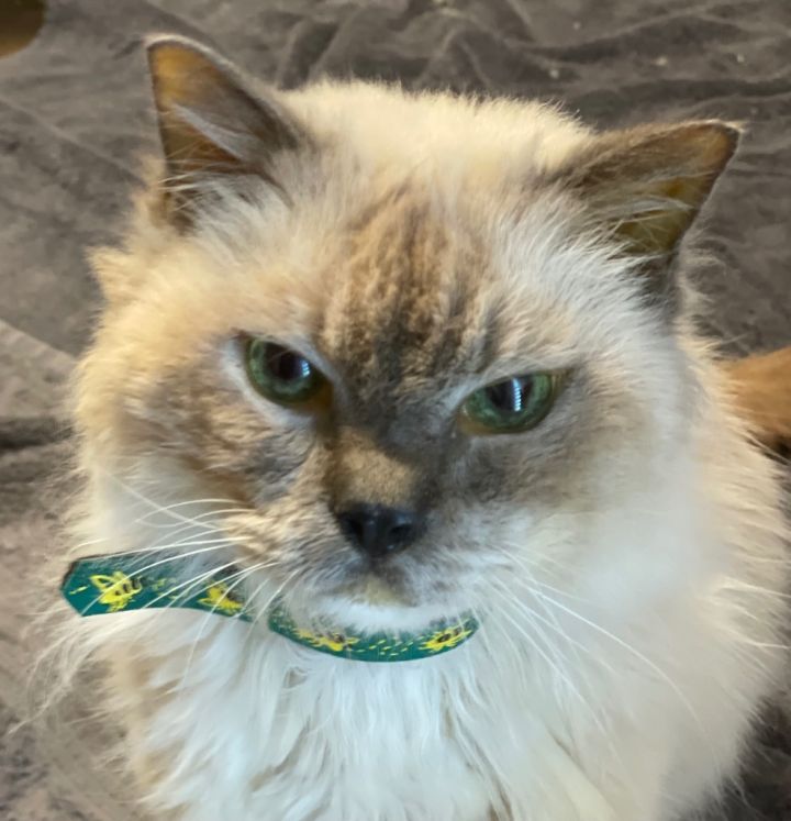 Petfinder ragdoll sales