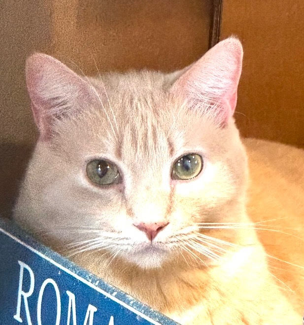 Chutney, an adoptable Domestic Short Hair in New Braunfels, TX, 78130 | Photo Image 1