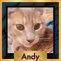 Chutney, an adoptable Domestic Short Hair in New Braunfels, TX, 78130 | Photo Image 2