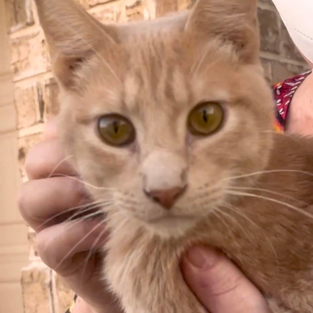 Chutney, an adoptable Domestic Short Hair in New Braunfels, TX, 78130 | Photo Image 3