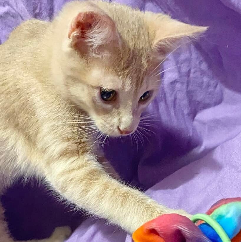 Chutney, an adoptable Domestic Short Hair in New Braunfels, TX, 78130 | Photo Image 4