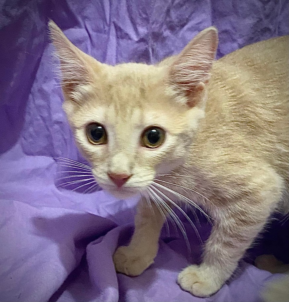 Chutney, an adoptable Domestic Short Hair in New Braunfels, TX, 78130 | Photo Image 5