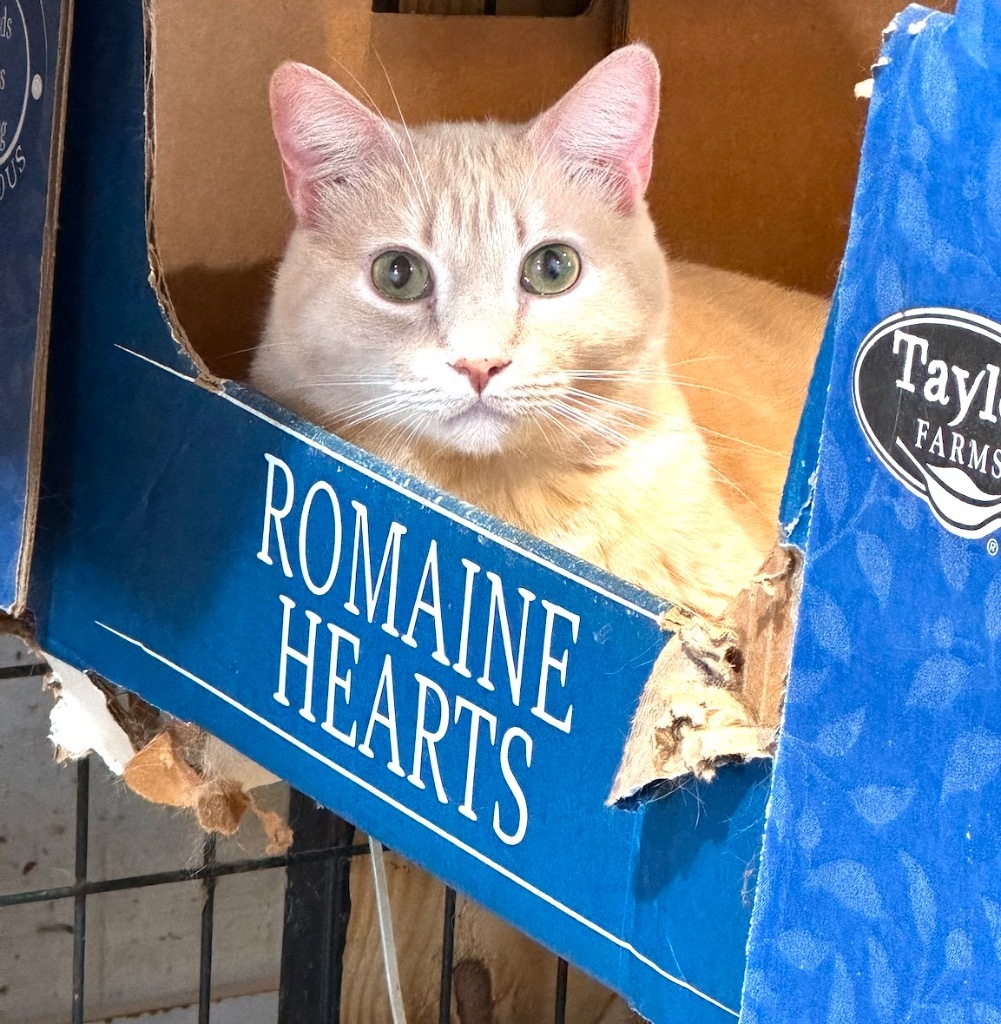 Chutney, an adoptable Domestic Short Hair in New Braunfels, TX, 78130 | Photo Image 6