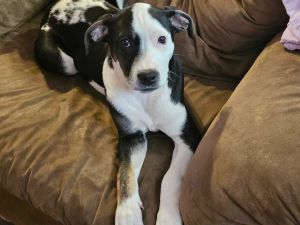 Female dogs best sale near me