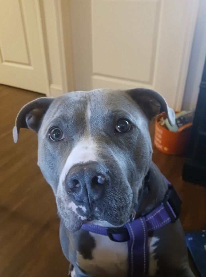 Buckeye bull 2024 terrier rescue